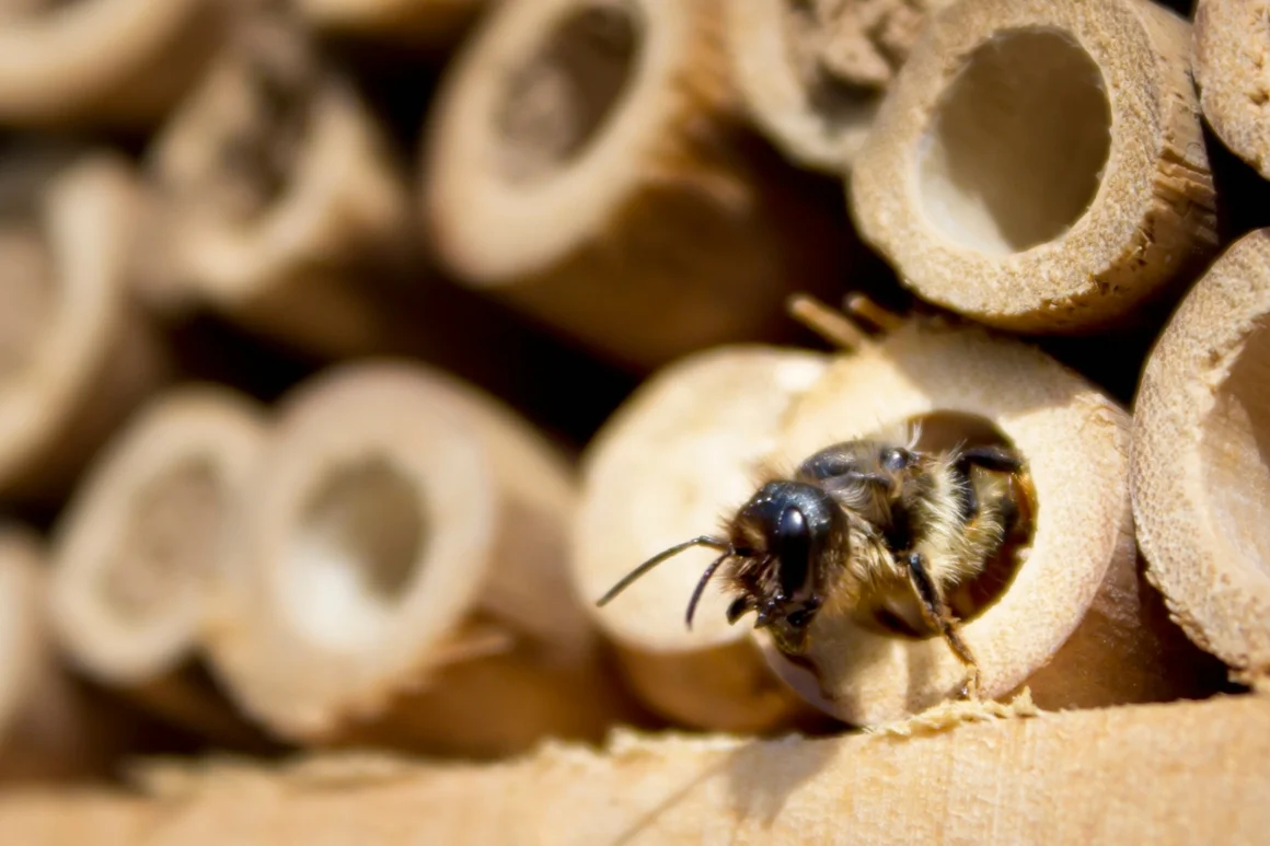 Biene in einem Insektenhotel